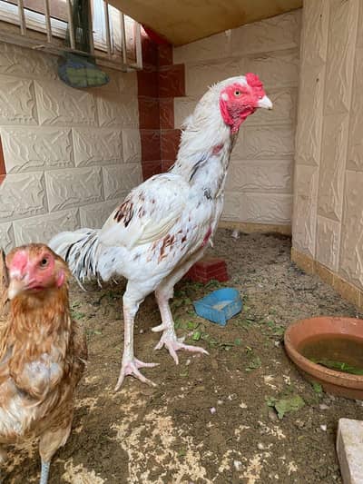 Aseel egg laying trio