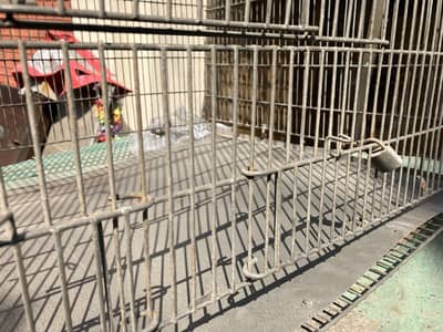 Birds Cage / Pinjra / iron cage / Animal crate