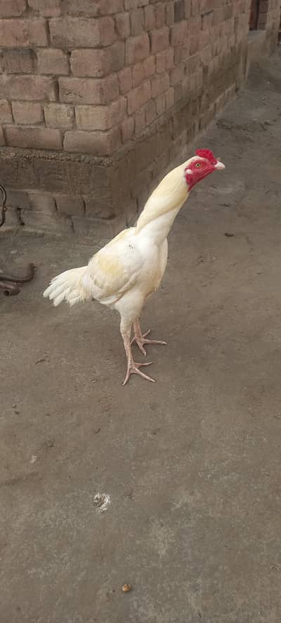 White Aseel Murgh For Sale