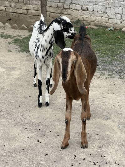 2 female goats for sale