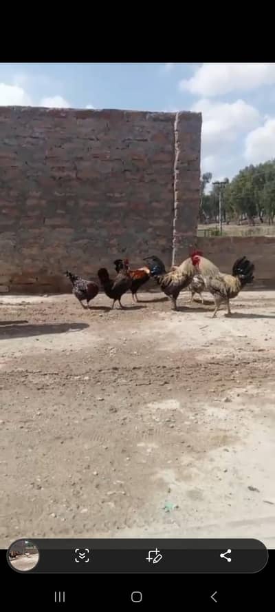 8 healthy Golden misri hens(2 male,6 female)