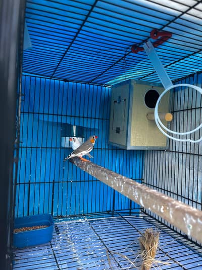 PAIR and CAGE for Sale