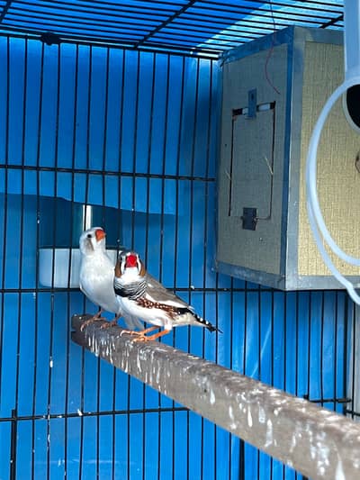 Finches for sale with cage
