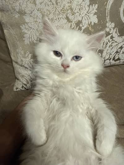 Cute Trained Kitten ( age 2 months )