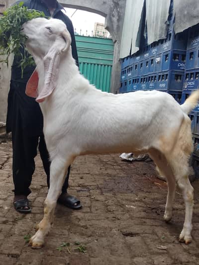 rajanpuri Bakra male age 4 dant