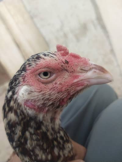 aseel mianwali cheeni murgi pic mil jy gi full