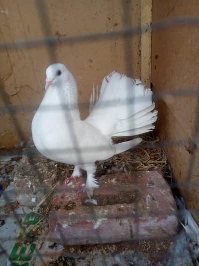 Fancy Lucky Breeders pigeon