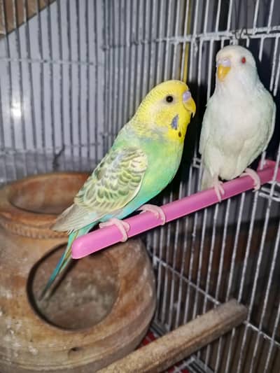 2 Australian pairs available