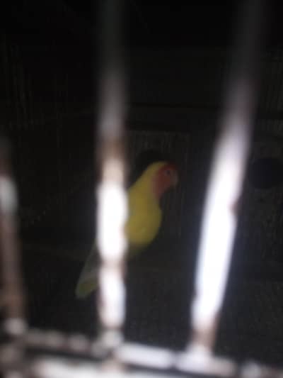 parot