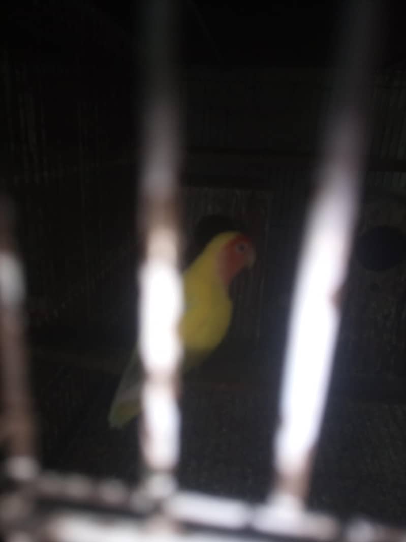 parot 0