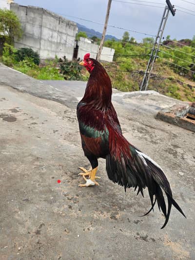 chicks/Amroha/Mushki/lakhi /Mianwali aseel avalible