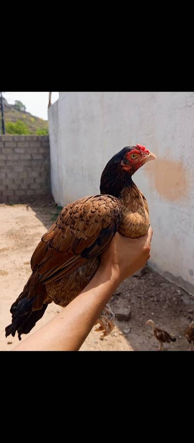 chicks/Amroha/Mushki/lakhi/breeders not for sale whatsappNO03155025217