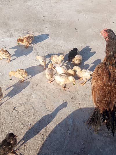 chicks/Amroha/Mushki/lakhi/breeders not for sale whatsappNO03155025217