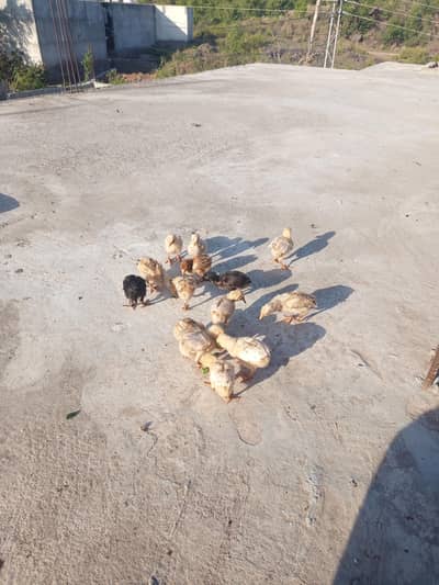 chicks/Amroha/Mushki/lakhi/breeders not for sale whatsappNO03155025217