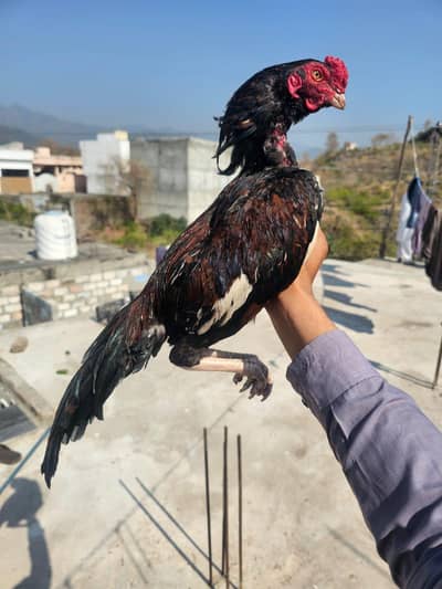 chicks/Amroha/Mushki/lakhi/breeders not for sale whatsappNO03155025217