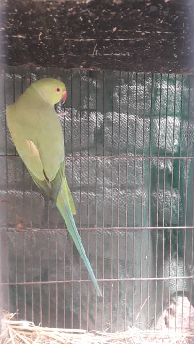 Mashallah full Haldia dirty