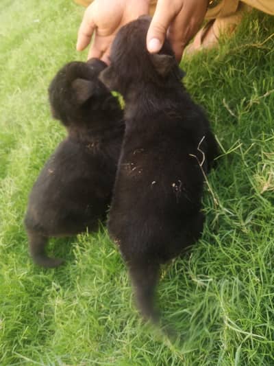 Black German Shepherd Puppies for Sale (40 Days Old)