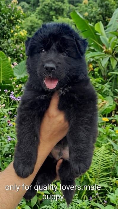 black sherperd long coat male puppy