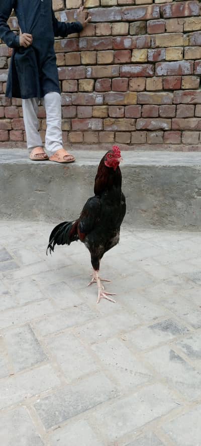 aseel murga for sale