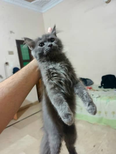 Grey Persian Kitten