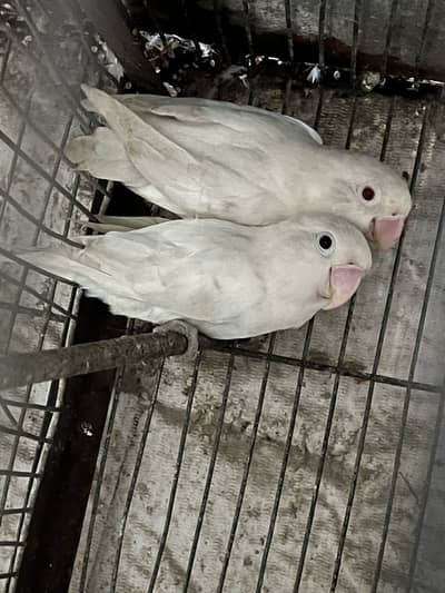 Lution female red eye male black eye