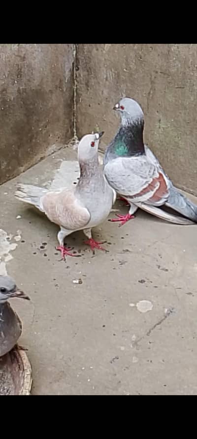 chitta lalban khaira male gulabi female