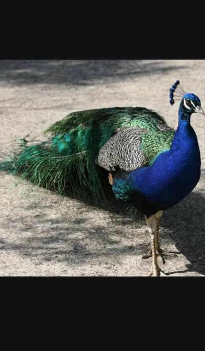 Peacock breeder male