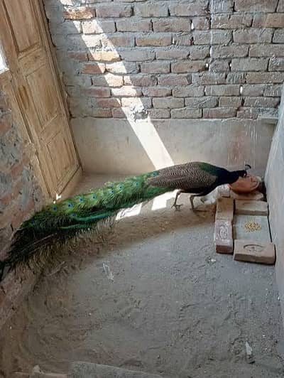 Peacock breeder male