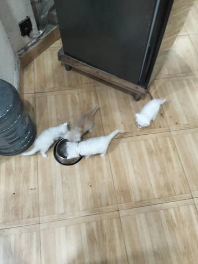 Persian kittens for sale