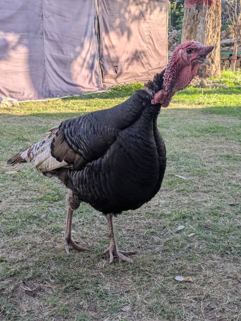 Turkey 0