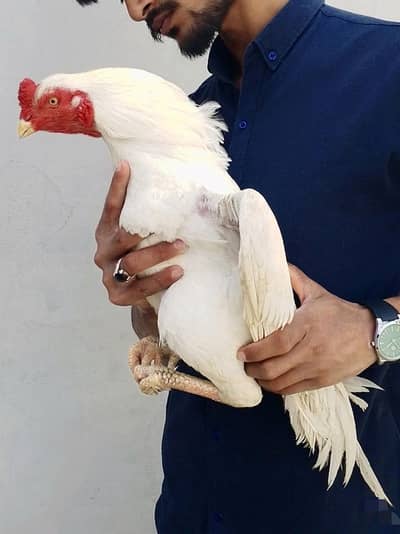 Kill Taja White Heera Aseel Murgha Forsale.