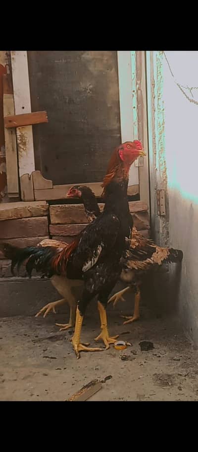 Japanese shamo pair / chicks / Aseel / shamo / murga / female / hens