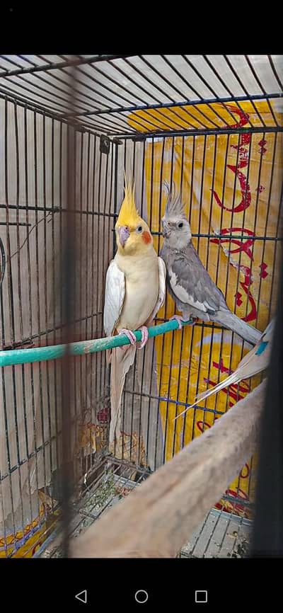 BREEDER COCKTAIL PAIR FOR SALE ||| HOME PARROT |||| 100 %BREEDER