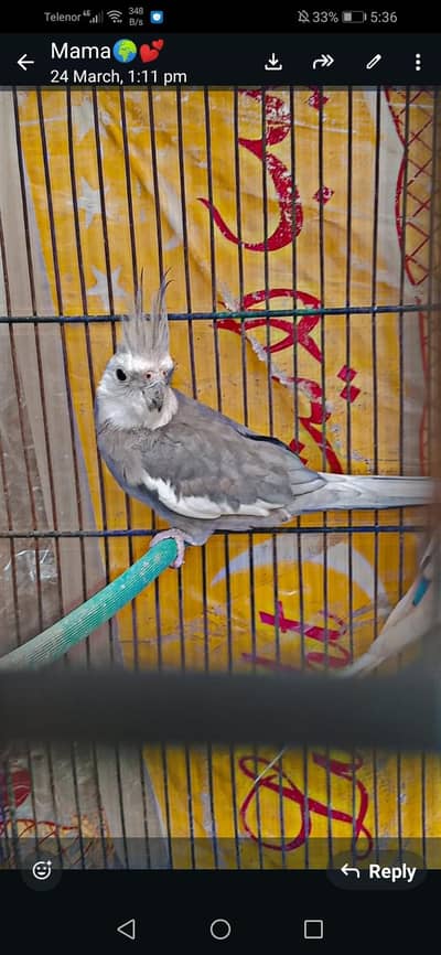 GREY BREEDER COCKTAIL MALE FOR SALE  ||| HOME PARROT |||| 100 %BREEDER