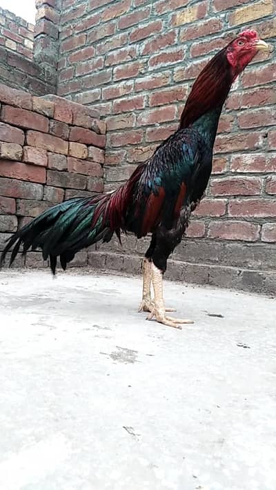 hiAmroha cross burmi