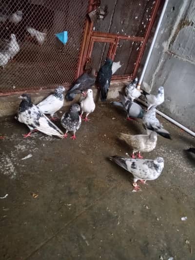 mix pigeon for sell 03113107066 whattapp
