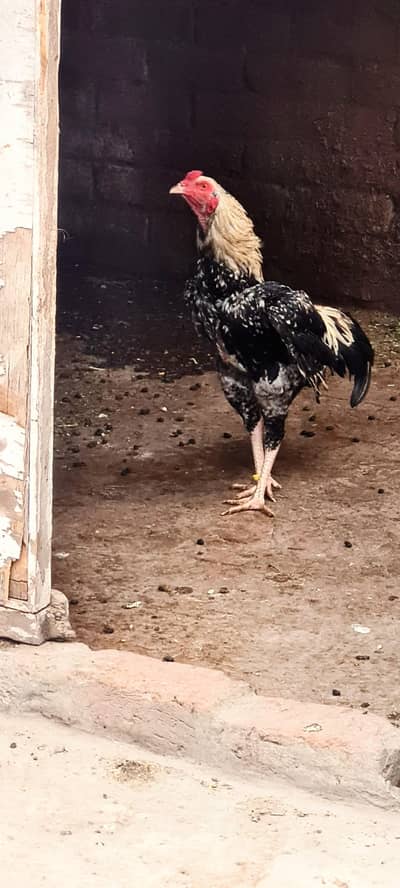 Aseel Murga for  sale