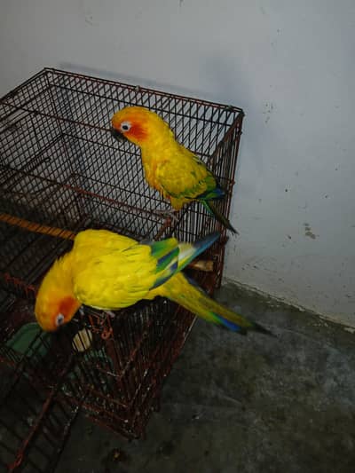 Sun Conur hand tag, two time eggs lays pair in Swabi