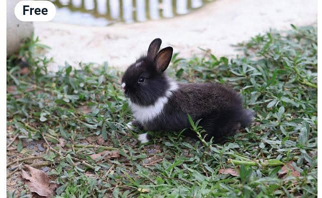 گھر کے پلے ہوئے سفید اور کالے خرگوش کے بچے 2
