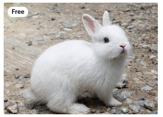 گھر کے پلے ہوئے سفید اور کالے خرگوش کے بچے 4