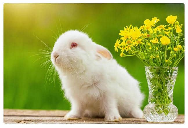 گھر کے پلے ہوئے سفید اور کالے خرگوش کے بچے 6