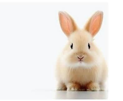 گھر کے پلے ہوئے سفید اور کالے خرگوش کے بچے 7