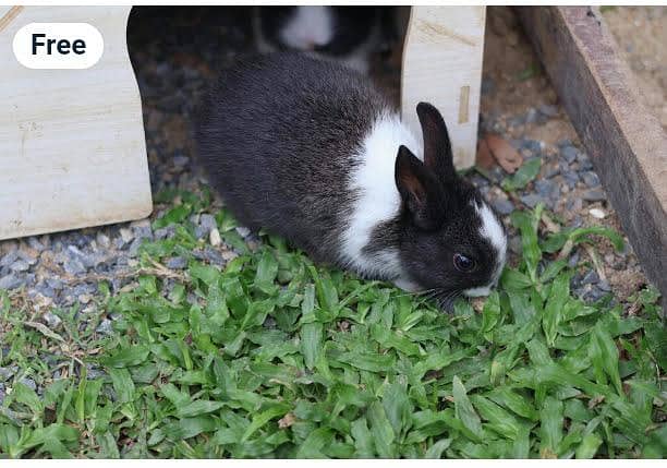 گھر کے پلے ہوئے سفید اور کالے خرگوش کے بچے 9