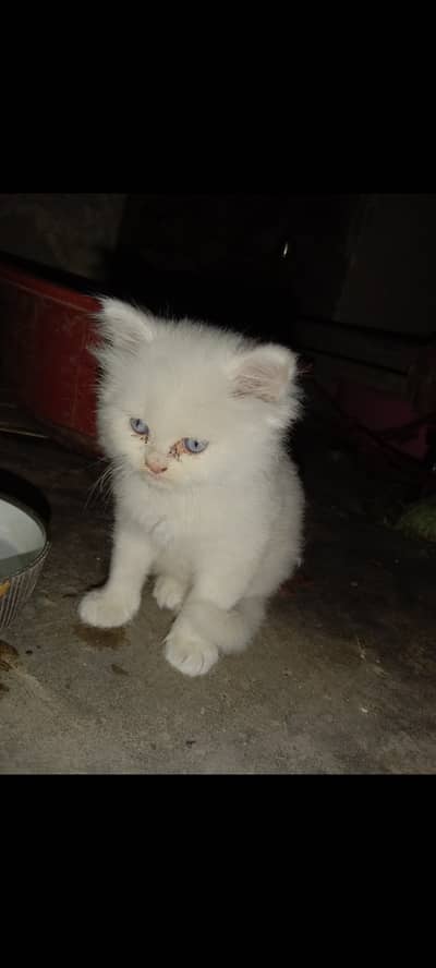 Premium Quality White , Blue eyes Kittens (Male)