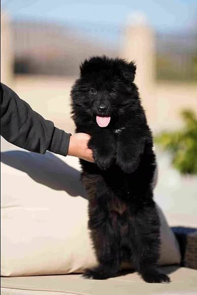 Black shepherd | gsd | Puppy | Shepherd Dog | Puppies | Long Coat