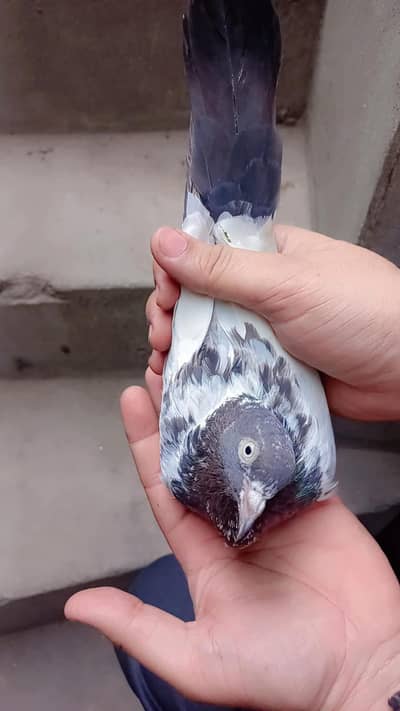 teddy female dab wala