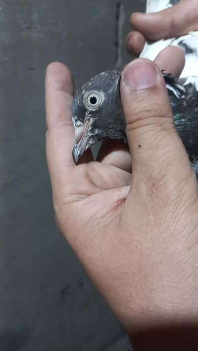 teddy female dab wala