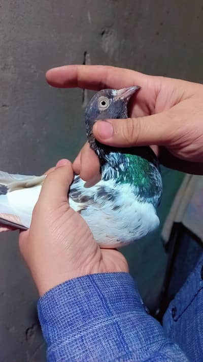 teddy female dab wala