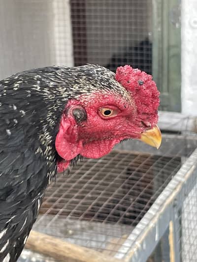 Aseel heera and miawali pair