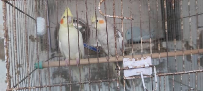 cocateil pair